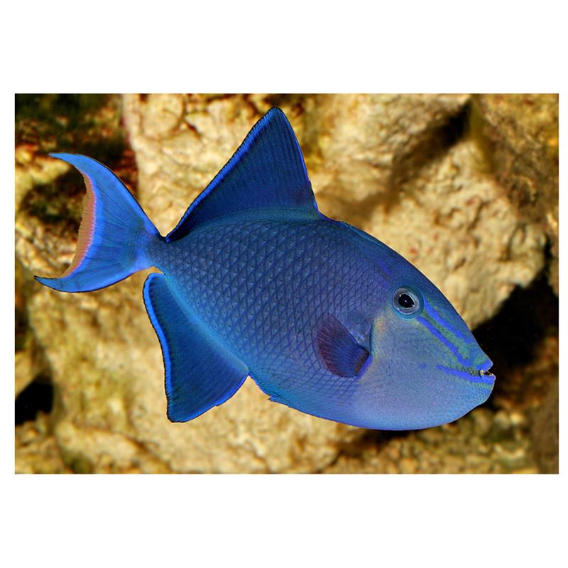 Odonus niger - imagine 4